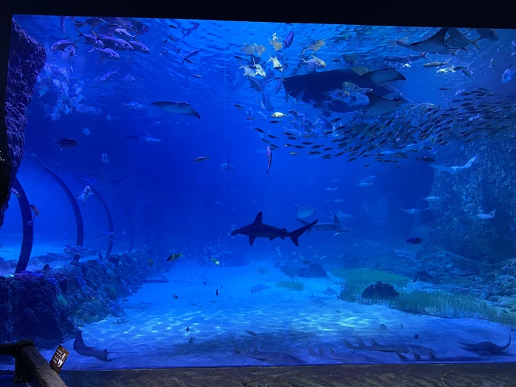National Aquarium - Free Entry for POD and 1 person